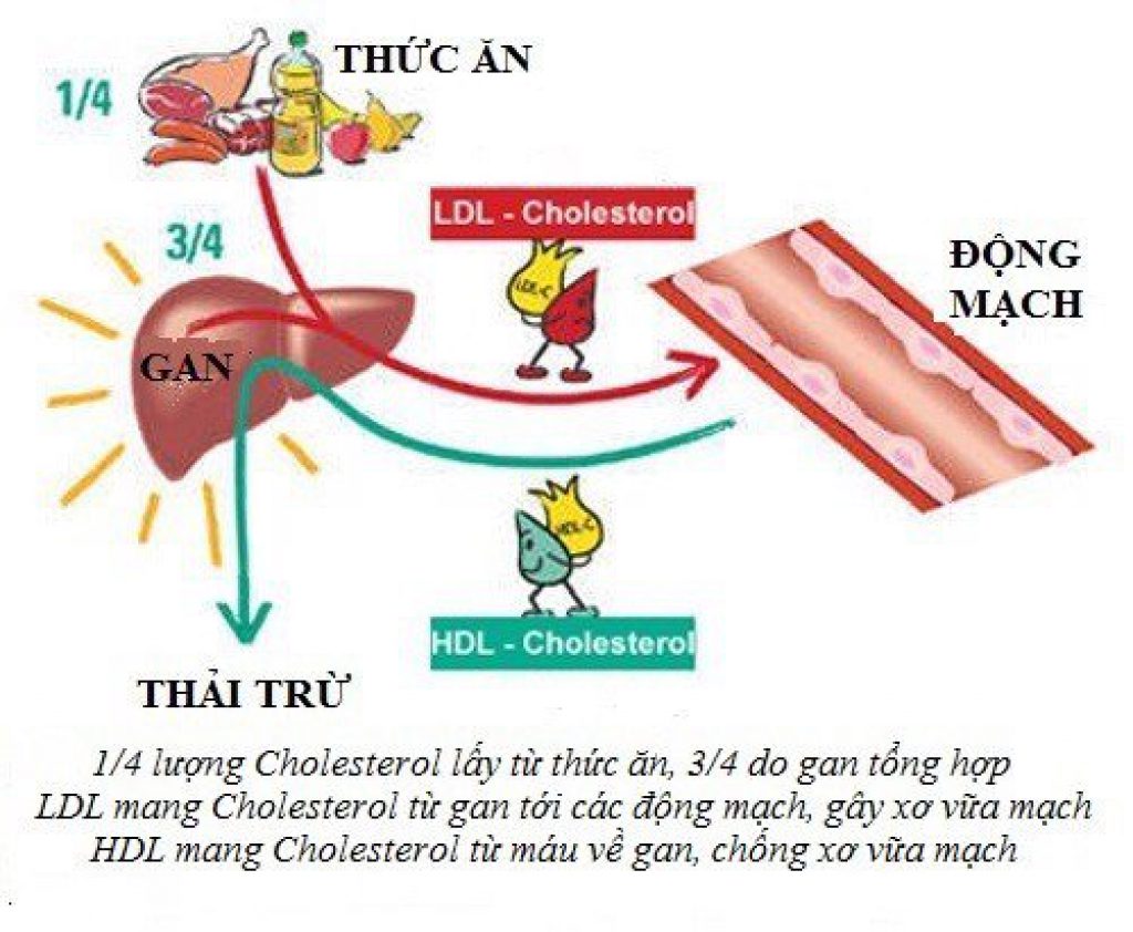 Tổng Quan Về Cholesterol (Mỡ Trong Máu)