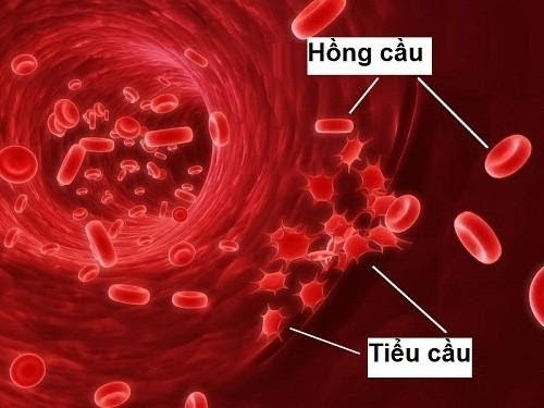 Bệnh Lý Gảm Tiểu Cầu