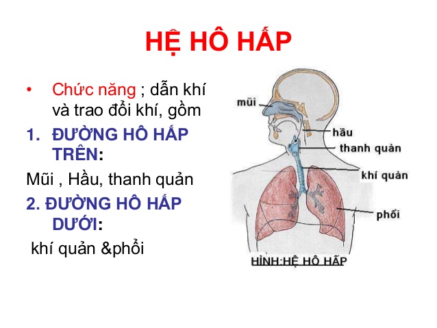 Hướng Dẫn Kiểm Tra Sức Khỏe Phổi